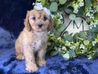 Stella, a female Cavapoo for sale in Center Ridge, AR – 3 of 7