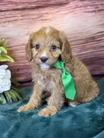 Finn, a male Cavapoo for sale in Center Ridge, AR – 7 of 10