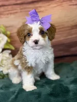 Roxy, a female Cavapoo for sale in Center Ridge, AR – 7 of 8