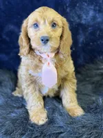 Reef, a male Cavapoo for sale in Center Ridge, AR – 2 of 6