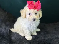 Cashmere, a female Bichpoo for sale in Center Ridge, AR – 2 of 8
