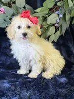 Cashmere, a female Bichpoo for sale in Center Ridge, AR – 3 of 9