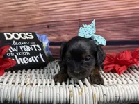 Maui, a female Cavalier King Charles Spaniel and Poochon for sale in Center Ridge, AR – 7 of 8