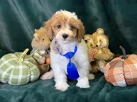 Oscar, a male Bichon Frise and Cavapoo for sale in Center Ridge, AR – 2 of 6