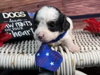 Auggie, a male Cavalier King Charles Spaniel and Poochon for sale in Center Ridge, AR – 7 of 10