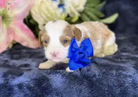 Milo, a male Cavapoo for sale in Center Ridge, AR – 6 of 9
