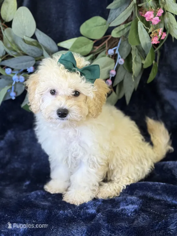 Bianca – Bichpoo puppy on hold in Center Ridge, AR