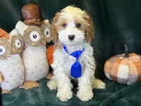 Hank, a male Cavapoo for sale in Center Ridge, AR – 3 of 7