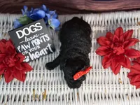 Rayne, a female Cavalier King Charles Spaniel and Poochon for sale in Center Ridge, AR – 9 of 10