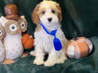 Hank, a male Cavapoo for sale in Center Ridge, AR – 6 of 7