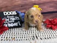 Marina, a female Cavalier King Charles Spaniel and Poochon for sale in Center Ridge, AR – 1 of 9