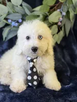 Casper, a male Bichpoo for sale in Center Ridge, AR – 2 of 9