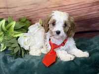 Ace, a male Cavapoo for sale in Center Ridge, AR – 8 of 10