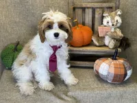 Kai, a male Cavapoo for sale in Center Ridge, AR – 1 of 6