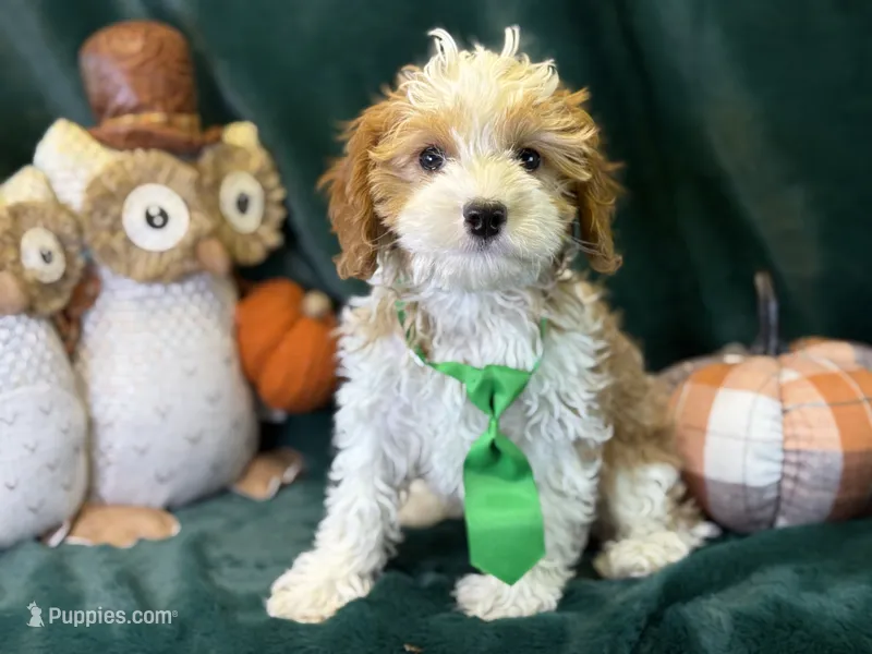 Waylon – Cavapoo puppy for sale in Center Ridge, AR