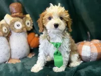 Waylon, a male Cavapoo for sale in Center Ridge, AR – 1 of 10
