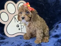 Moana, a female Cavapoo for sale in Center Ridge, AR – 9 of 9