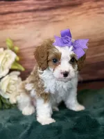 Roxy, a female Cavapoo for sale in Center Ridge, AR – 2 of 8