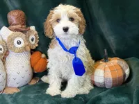 Hank, a male Cavapoo for sale in Center Ridge, AR – 5 of 7