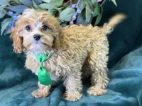 Ripley, a male Cavapoo for sale in Center Ridge, AR – 5 of 10