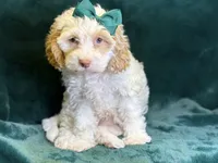 Jennie, a female Poodle - Miniature  and Cavachon for sale in Center Ridge, AR – 8 of 10