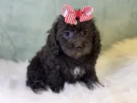 Rayne, a female Cavalier King Charles Spaniel and Poochon for sale in Center Ridge, AR – 6 of 8