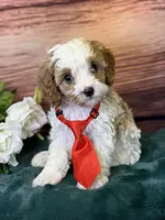 Ace, a male Cavapoo for sale in Center Ridge, AR – 3 of 10