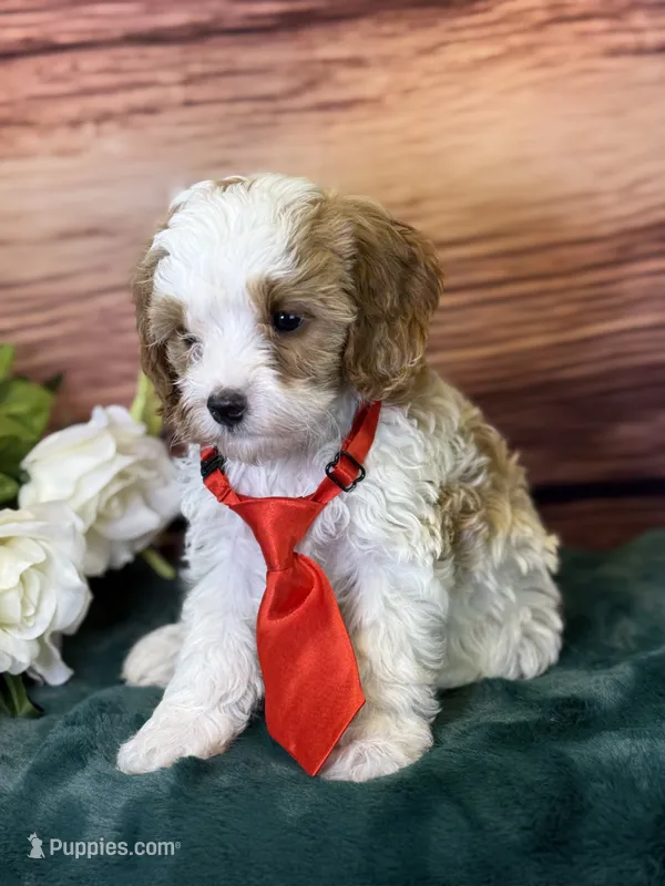 Ace – Cavapoo puppy for sale in Center Ridge, AR