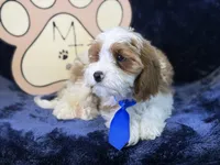 Tatum, a male Cavapoo for sale in Center Ridge, AR – 6 of 10