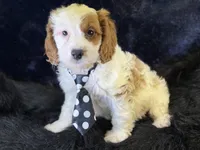 Barley, a male Cavapoo for sale in Center Ridge, AR – 6 of 7