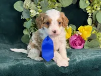 Milo, a male Cavapoo for sale in Center Ridge, AR – 4 of 10