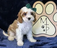 Cora, a female Cavapoo for sale in Center Ridge, AR – 5 of 8