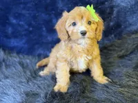 Lani, a female Cavapoo for sale in Center Ridge, AR – 3 of 7