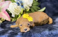 Nova, a female Cavapoo for sale in Center Ridge, AR – 7 of 10