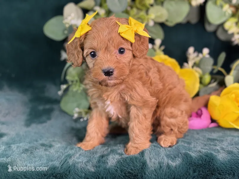 Nova – Cavapoo puppy for sale in Center Ridge, AR