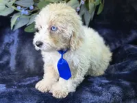 Albus, a male Bichpoo for sale in Center Ridge, AR – 7 of 9