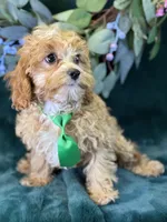 Ripley, a male Cavapoo for sale in Center Ridge, AR – 3 of 10