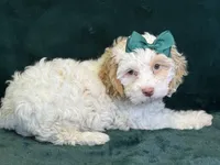 Jennie, a female Poodle - Miniature  and Cavachon for sale in Center Ridge, AR – 2 of 10