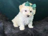 Bianca, a female Bichpoo for sale in Center Ridge, AR – 4 of 8