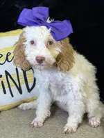 Jennie, a female Poodle - Miniature  and Cavachon for sale in Center Ridge, AR – 4 of 10