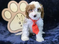 Cayman, a male Cavapoo for sale in Center Ridge, AR – 2 of 9