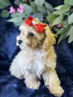 Paloma, a female Bichpoo for sale in Center Ridge, AR – 2 of 9