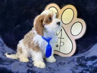 Tatum, a male Cavapoo for sale in Center Ridge, AR – 5 of 10