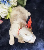 Ace, a male Cavapoo for sale in Center Ridge, AR – 3 of 9