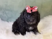 Rayne, a female Cavalier King Charles Spaniel and Poochon for sale in Center Ridge, AR – 3 of 8
