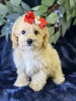 Paloma, a female Bichpoo for sale in Center Ridge, AR – 6 of 9