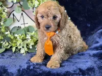 Cleetus, a male Cavapoo for sale in Center Ridge, AR – 4 of 9