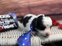Auggie, a male Cavalier King Charles Spaniel and Poochon for sale in Center Ridge, AR – 9 of 10