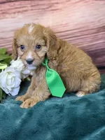 Finn, a male Cavapoo for sale in Center Ridge, AR – 6 of 10