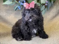 Rayne, a female Bichon Frise and Cavapoo for sale in Center Ridge, AR – 5 of 10